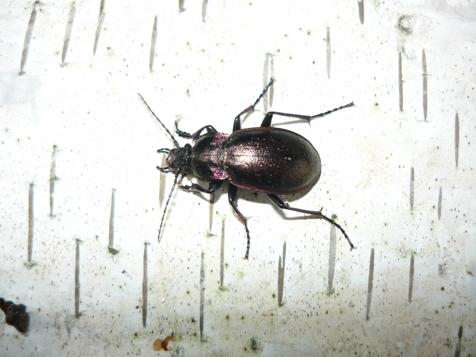 European ground beetle (Carabus nemoralis)