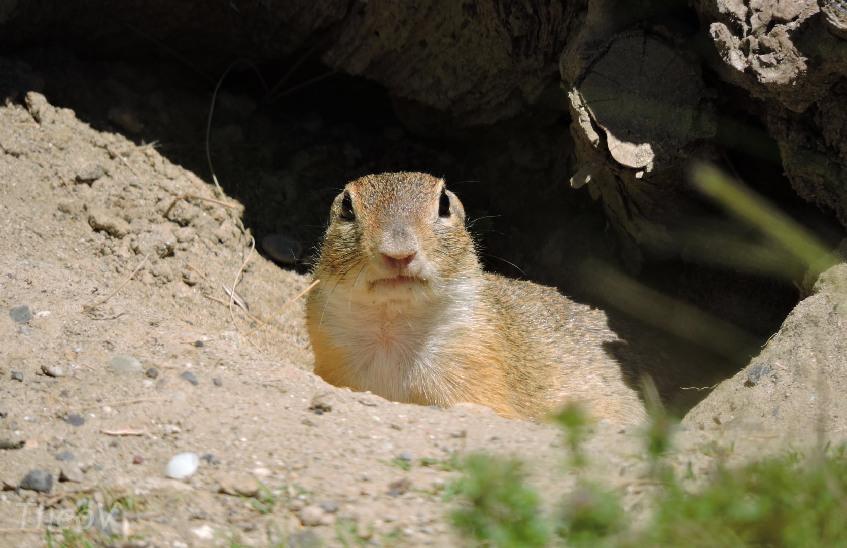 European ground squirrel [2017]