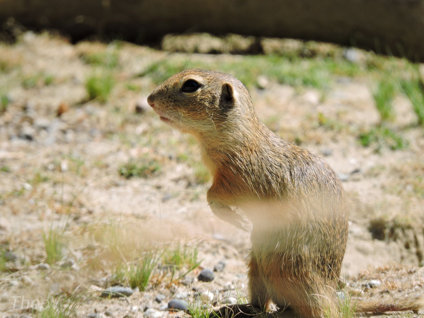 European ground squirrel [2017]