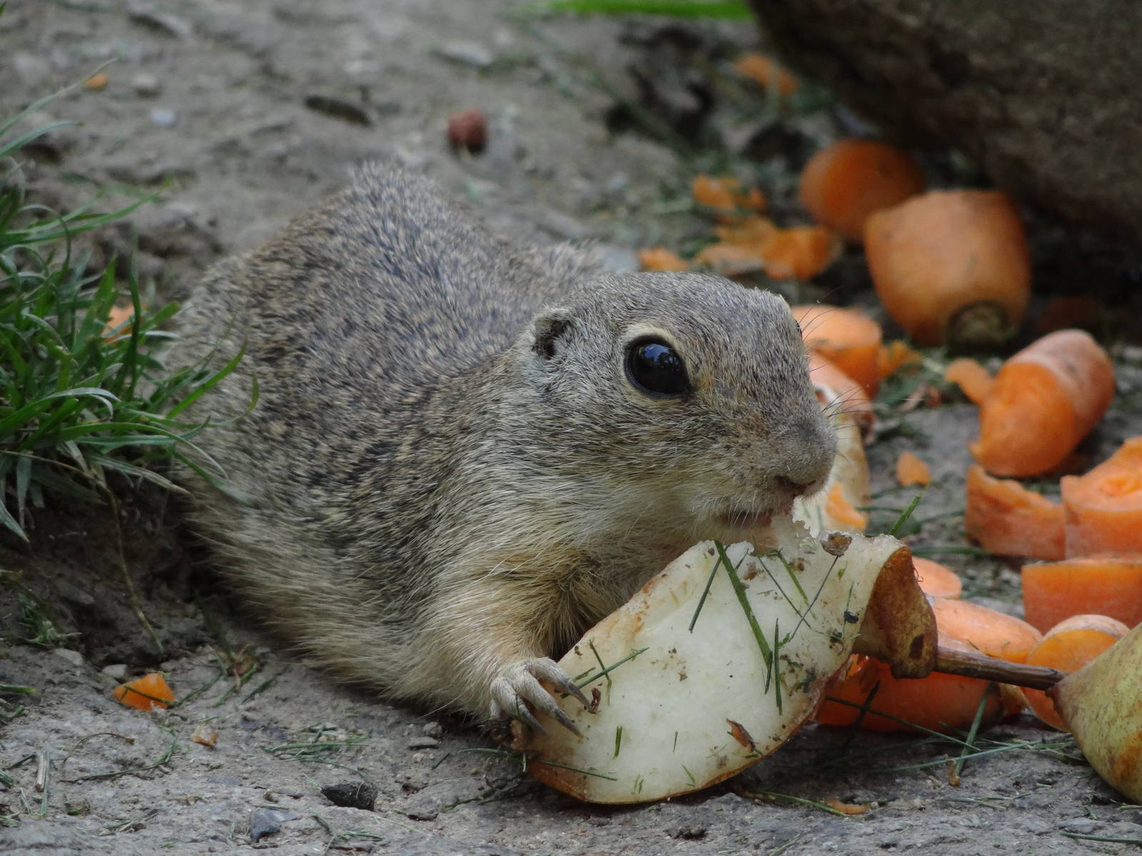 European ground squirrel (Spermophilus citellus)