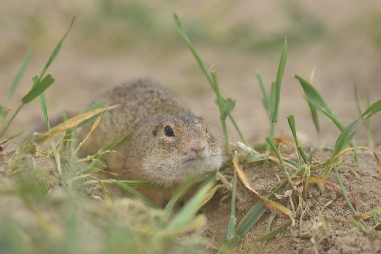 European ground squirrel (Spermophilus citellus)