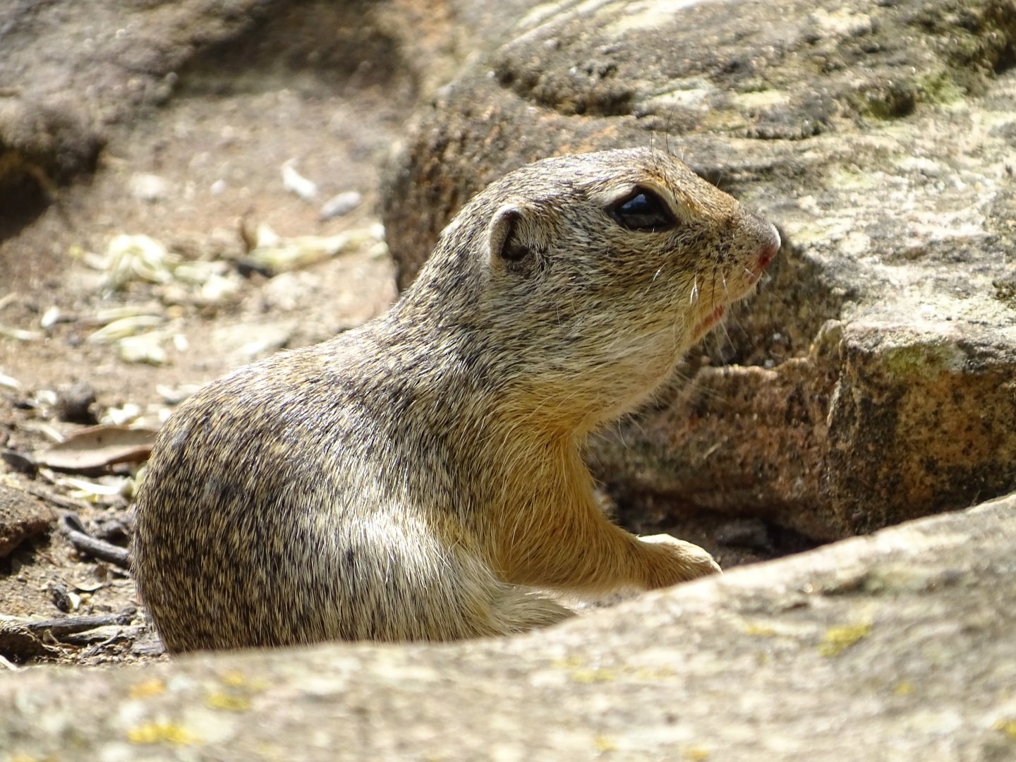 European ground squirrel (Spermophilus citellus)