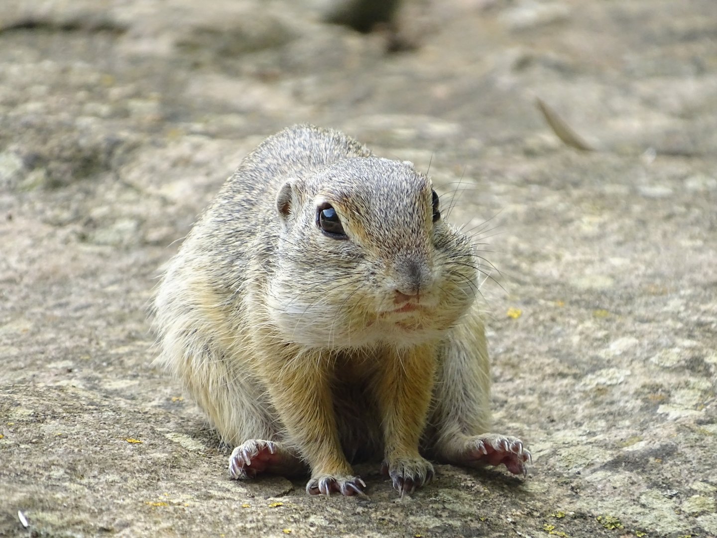 European ground squirrel (Spermophilus citellus)