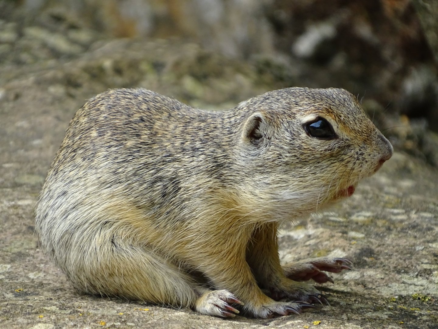 European ground squirrel (Spermophilus citellus)