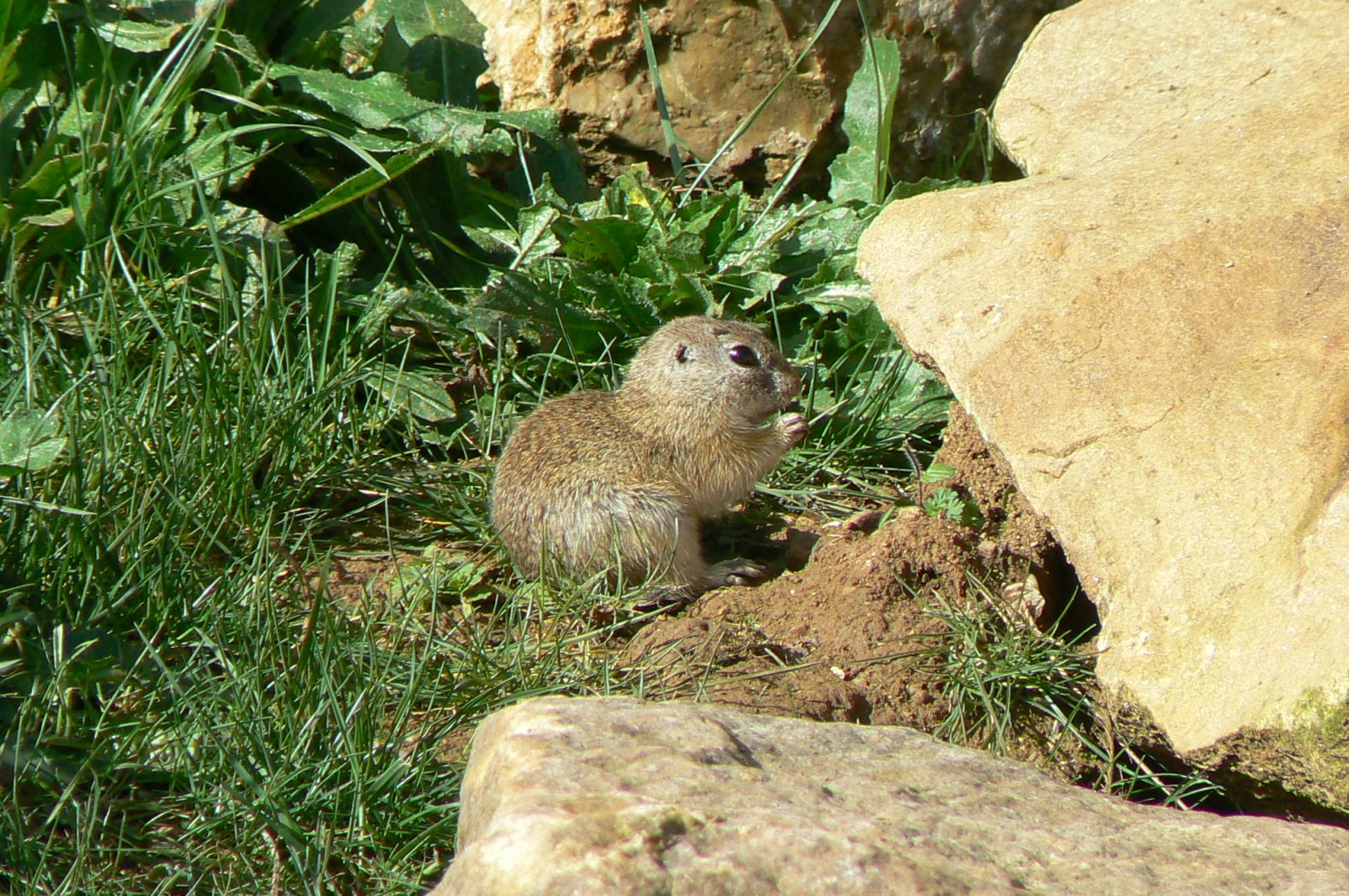 European ground squirrel