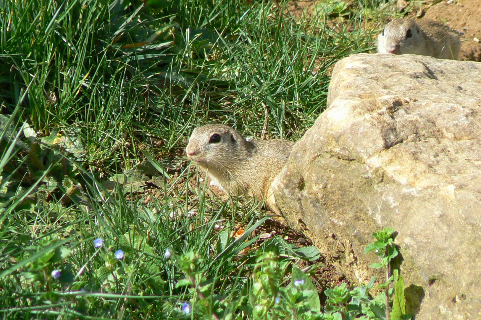 European ground squirrel