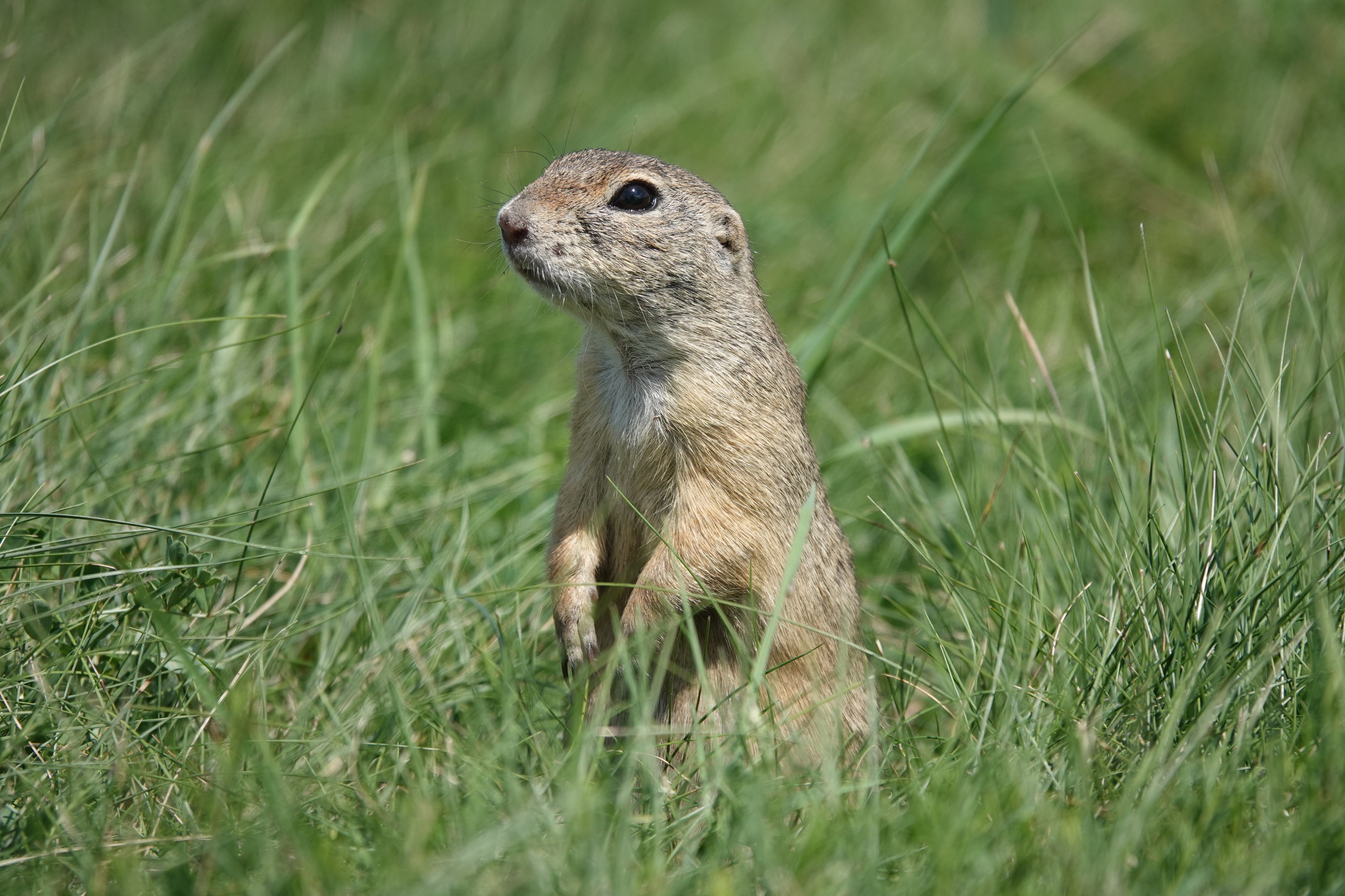 European ground squirrel