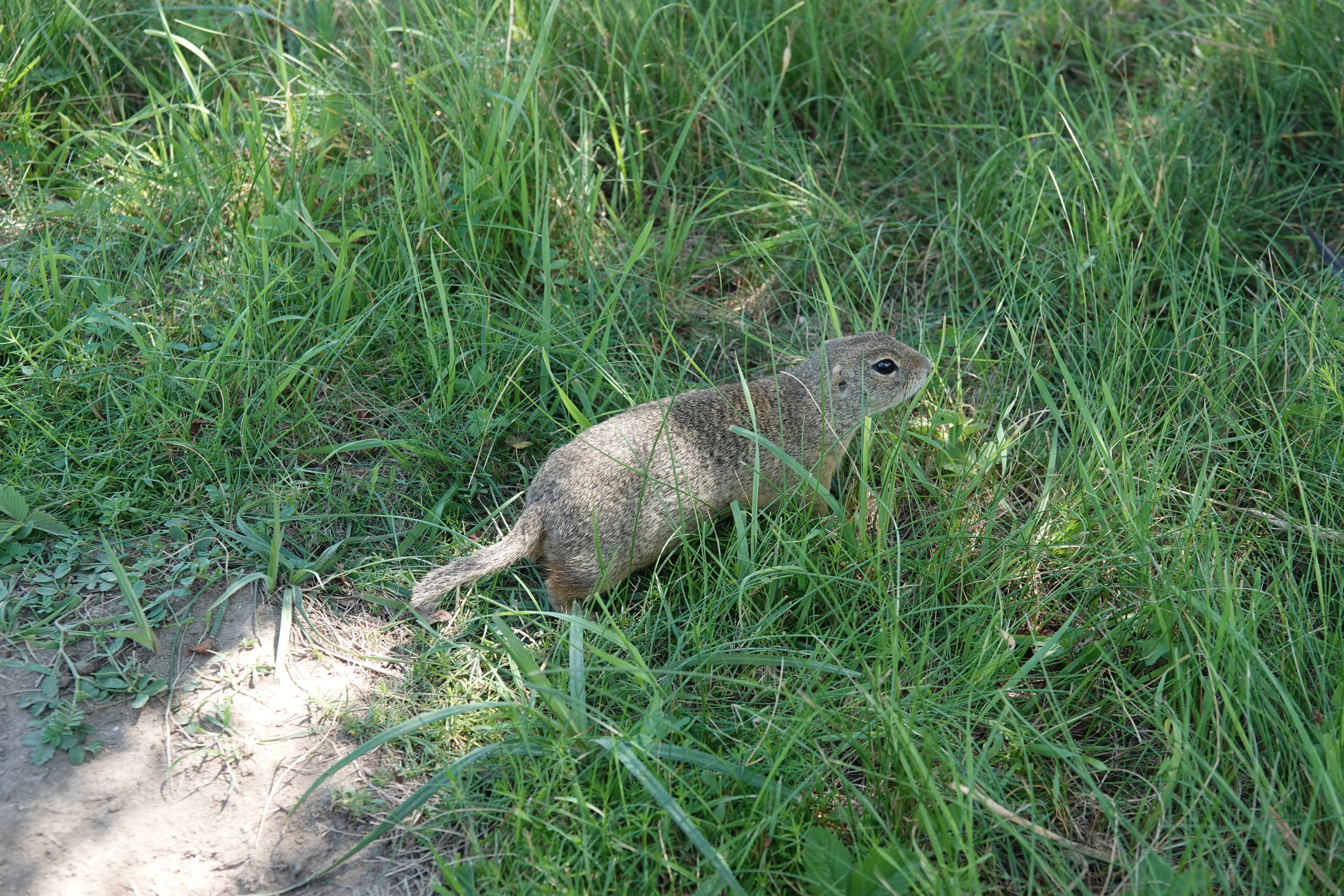 European ground squirrel