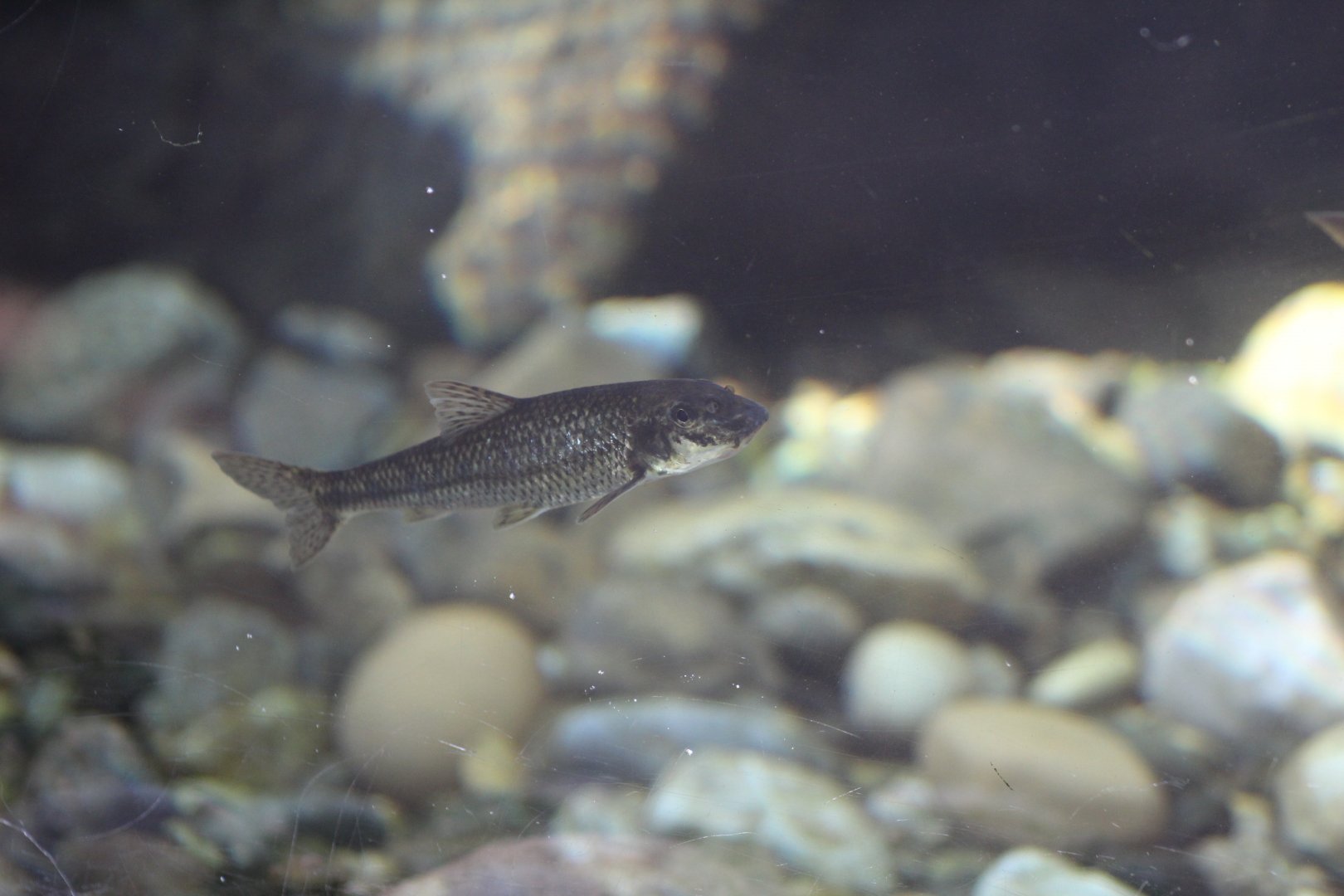 European Gudgeon