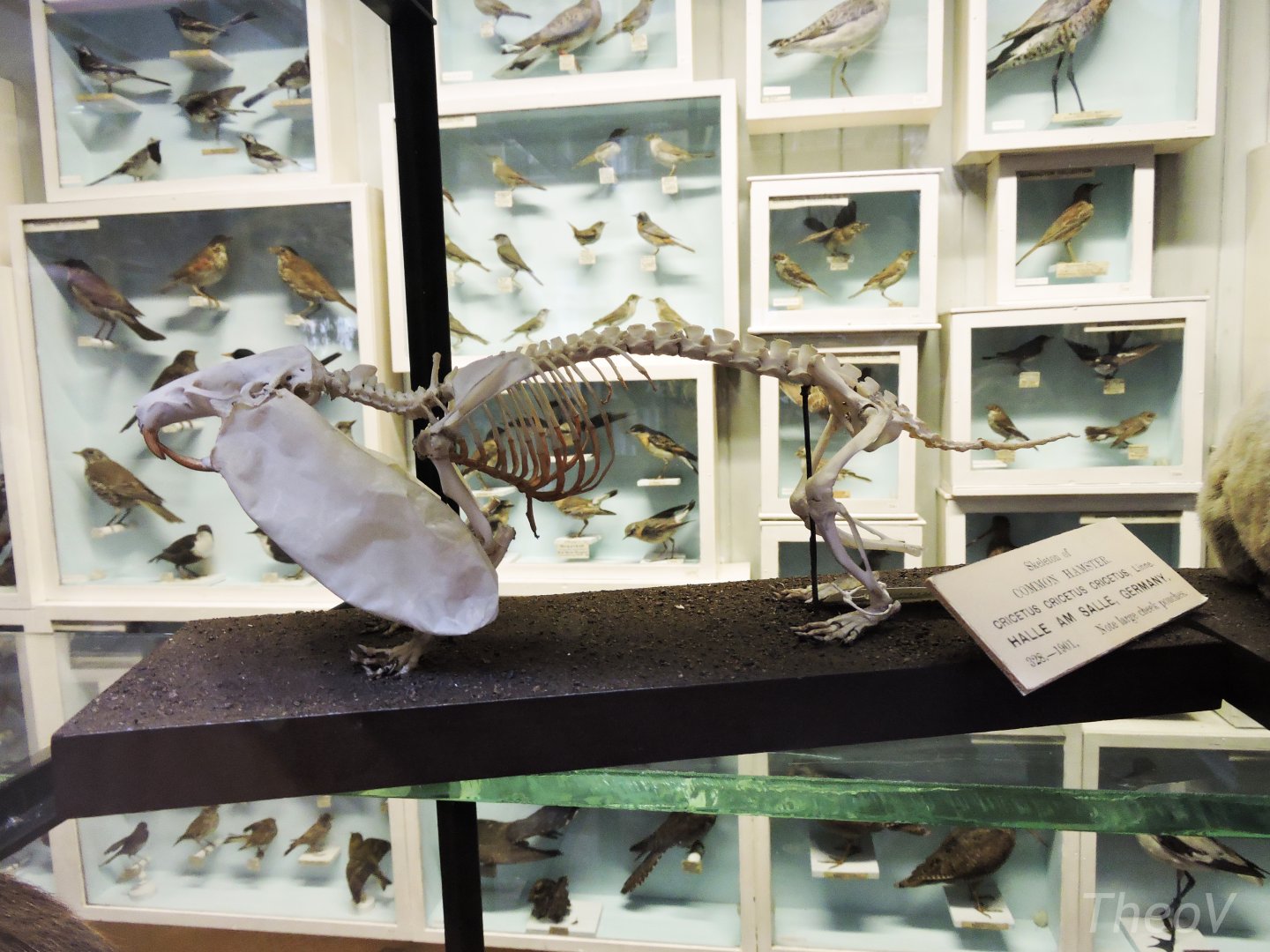 European hamster [2016]