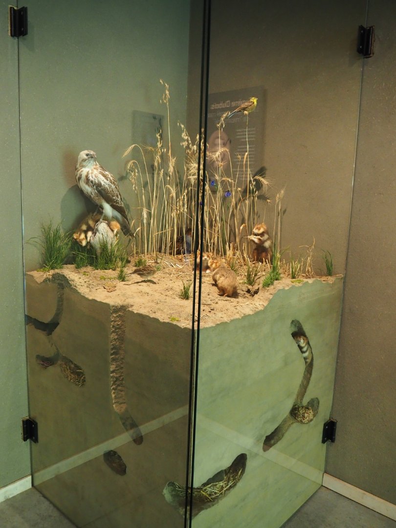 European hamster (Cricetus cricetus) burrows display (Oct 13th, 2018)