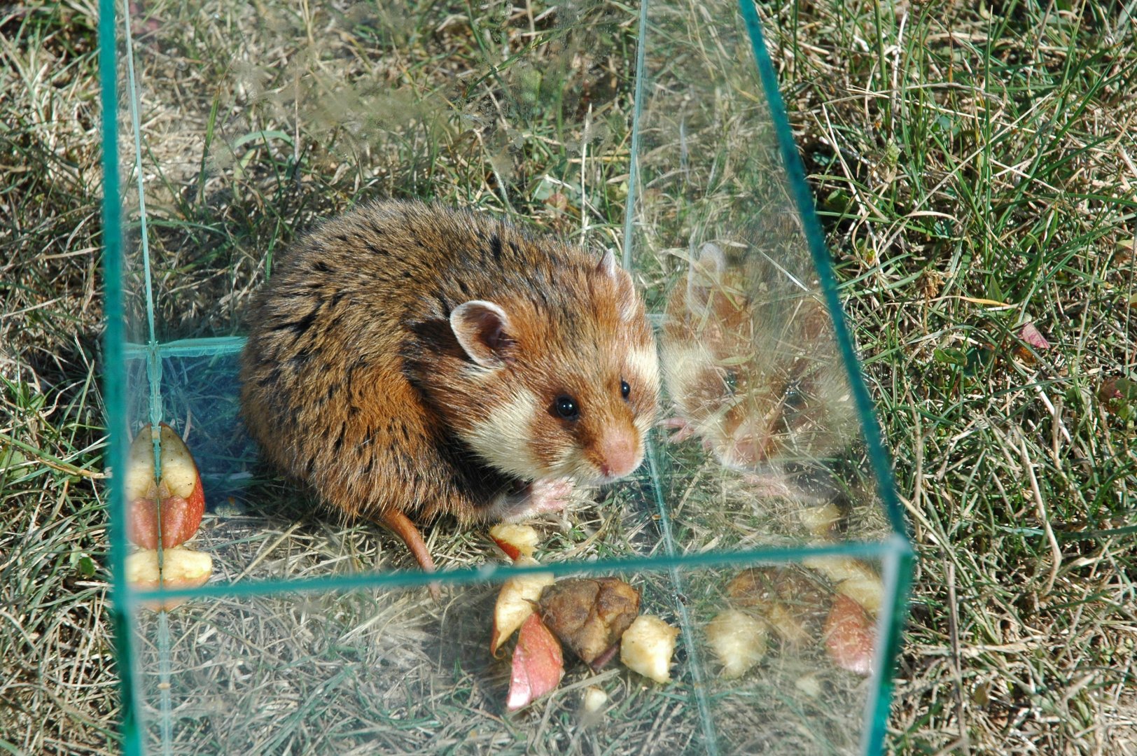 European Hamster (Cricetus cricetus)