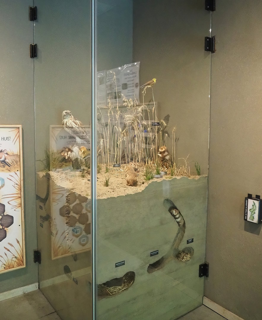 European hamster diorama, 2022-08-20