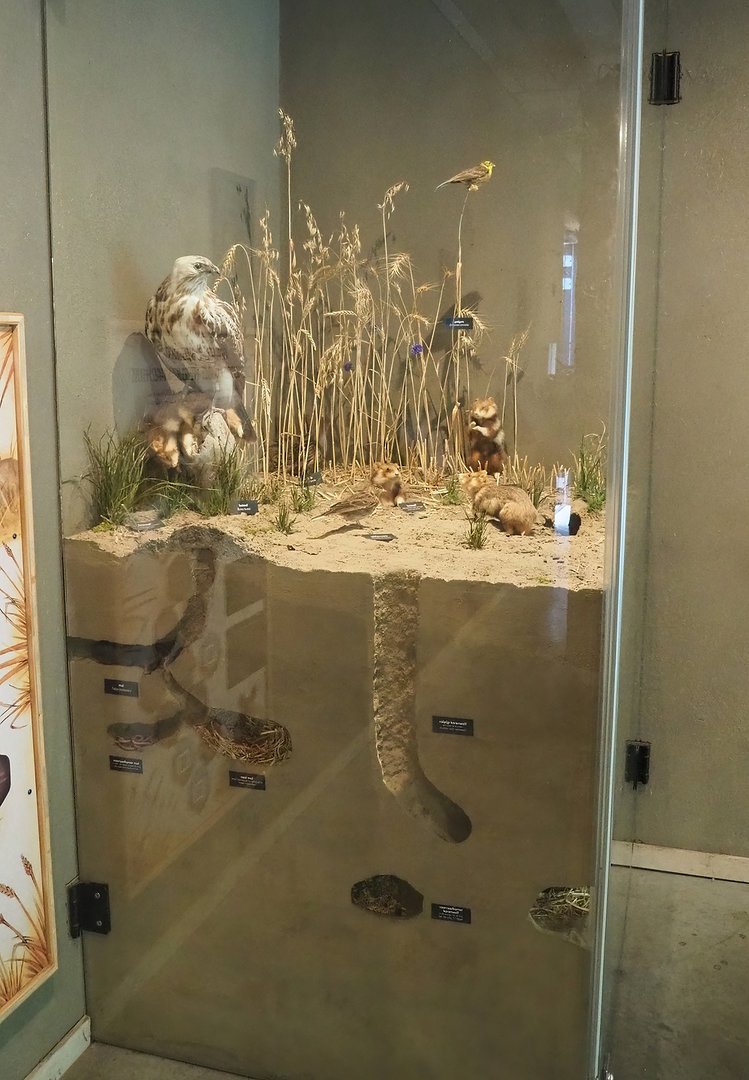 European hamster diorama, 2022-08-20