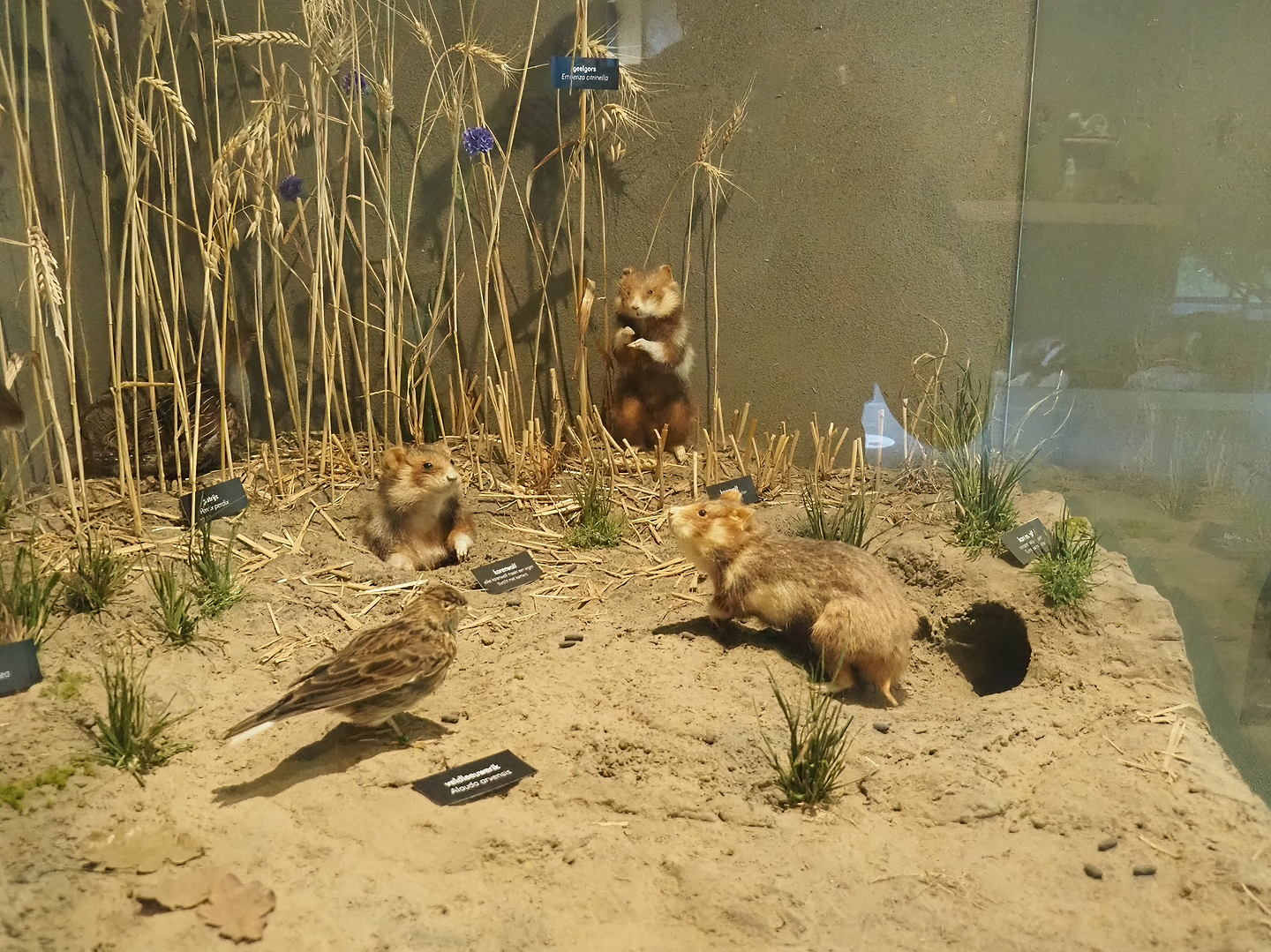 European hamster, Eurasian skylark and Grey partridge specimens, 2022-08-20