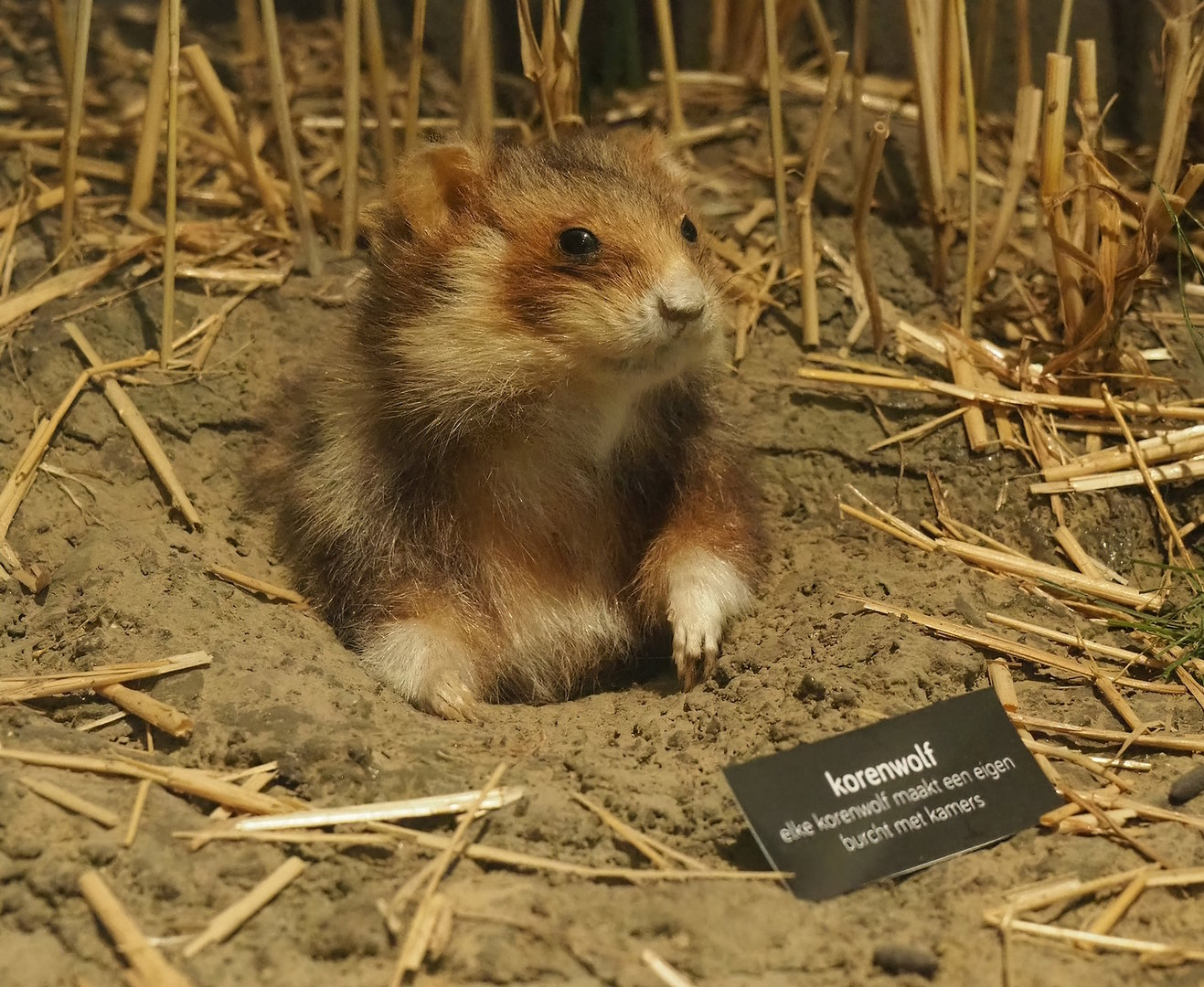 European hamster specimen, 2022-08-20