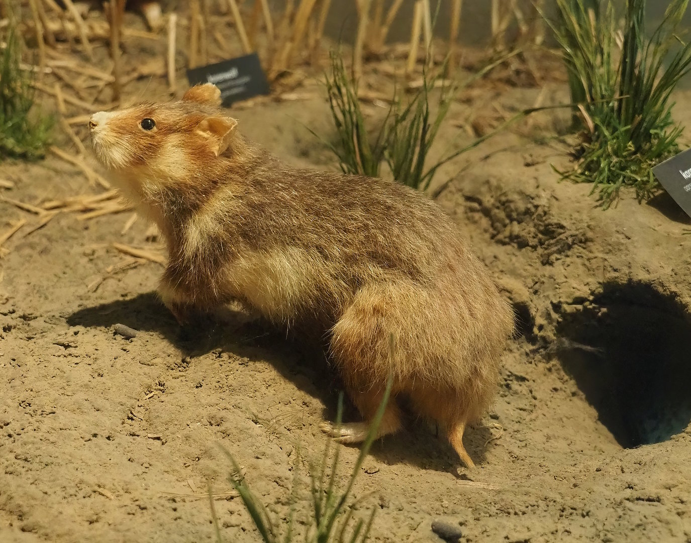 European hamster specimen, 2022-08-20