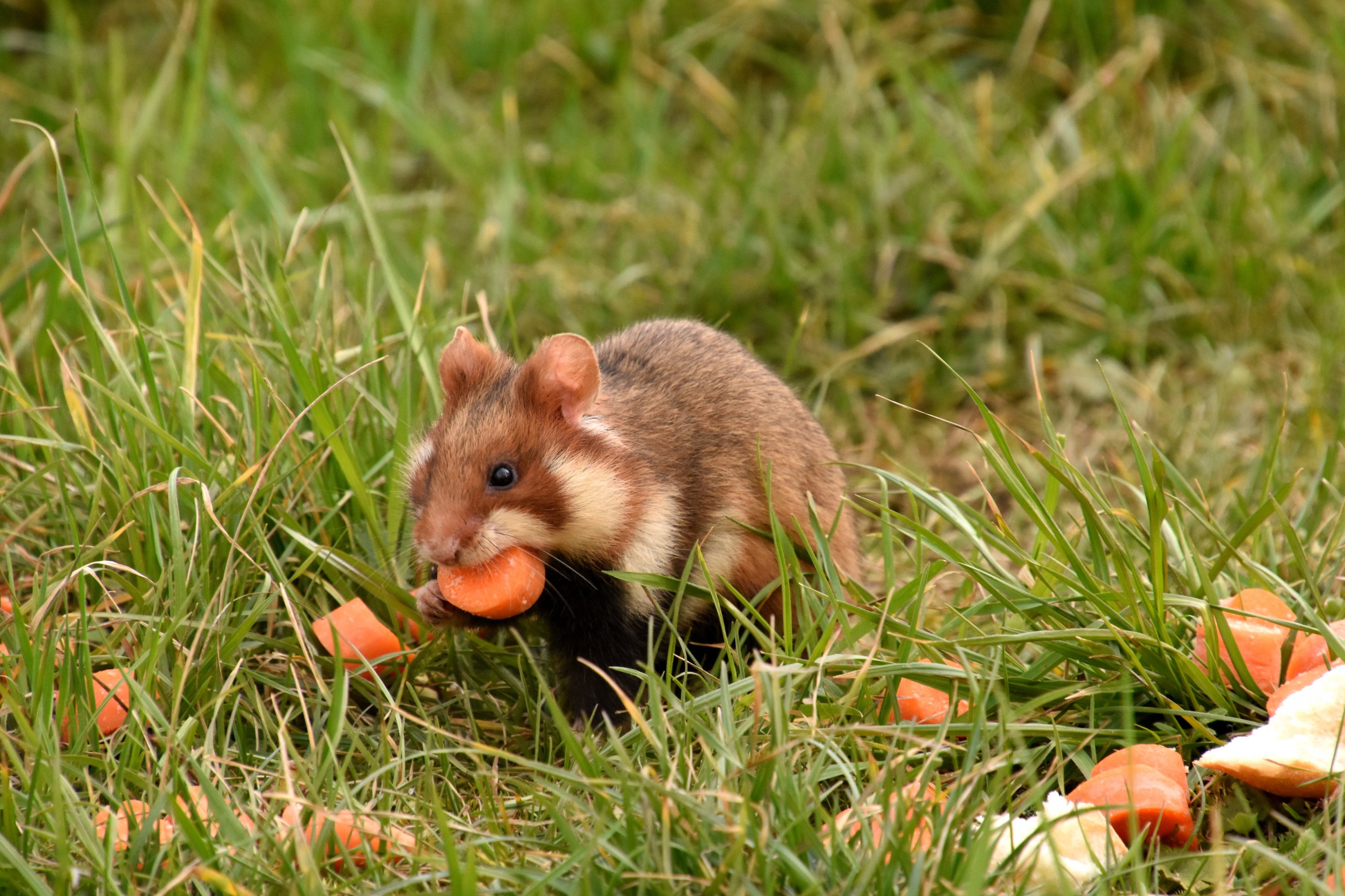 European hamster - Vienna