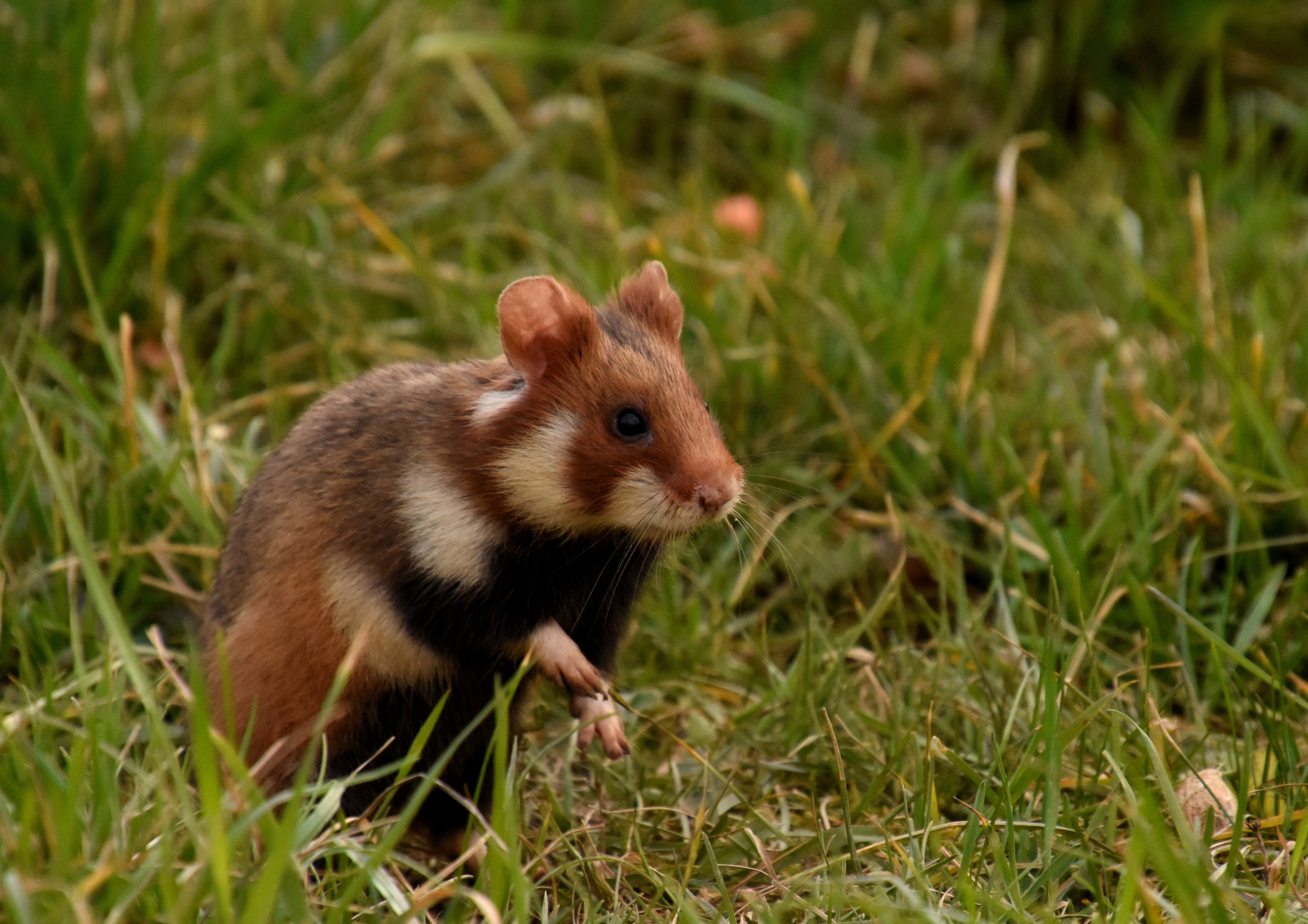 European hamster - Vienna