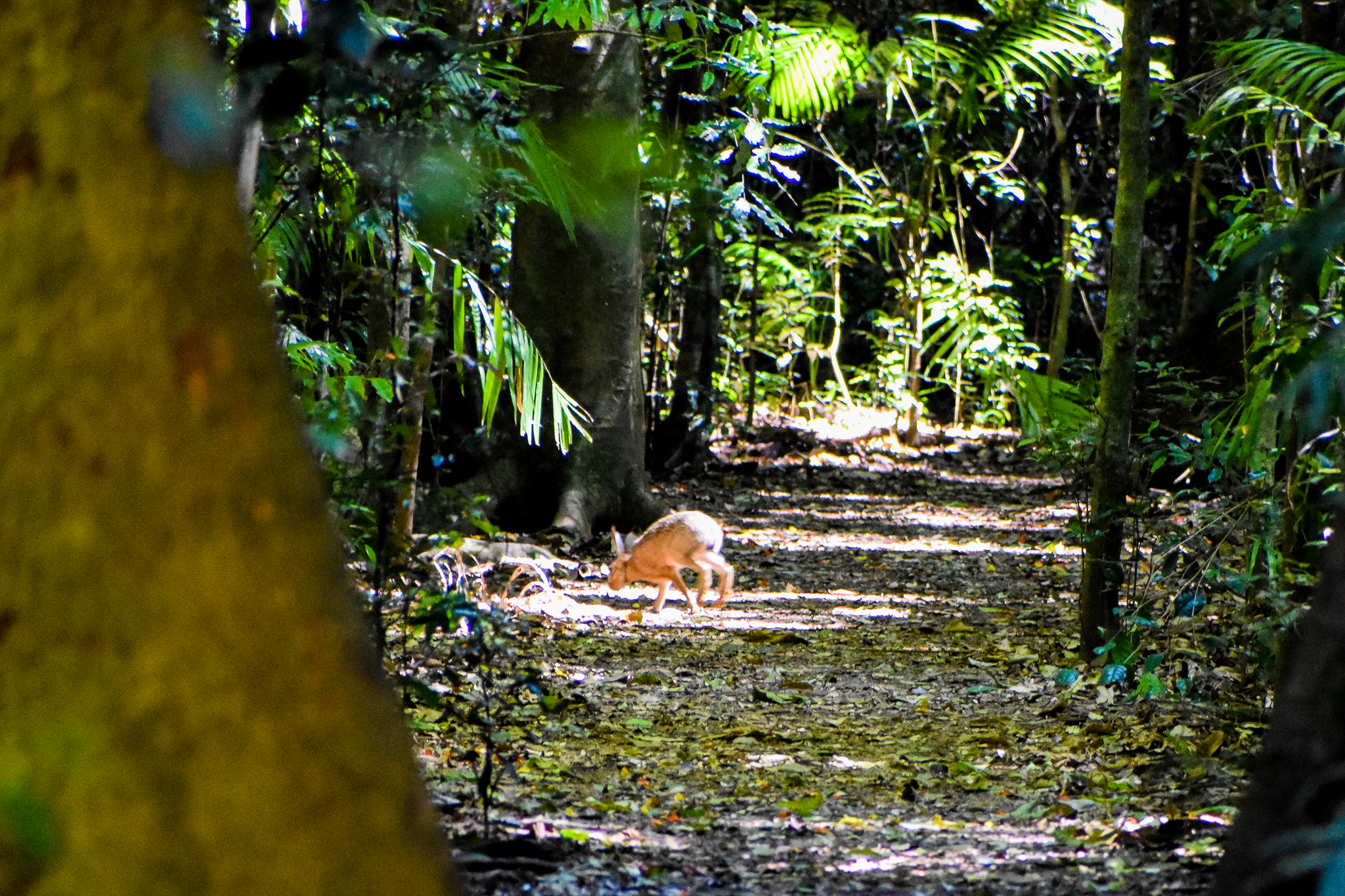European Hare in the Rainforest!