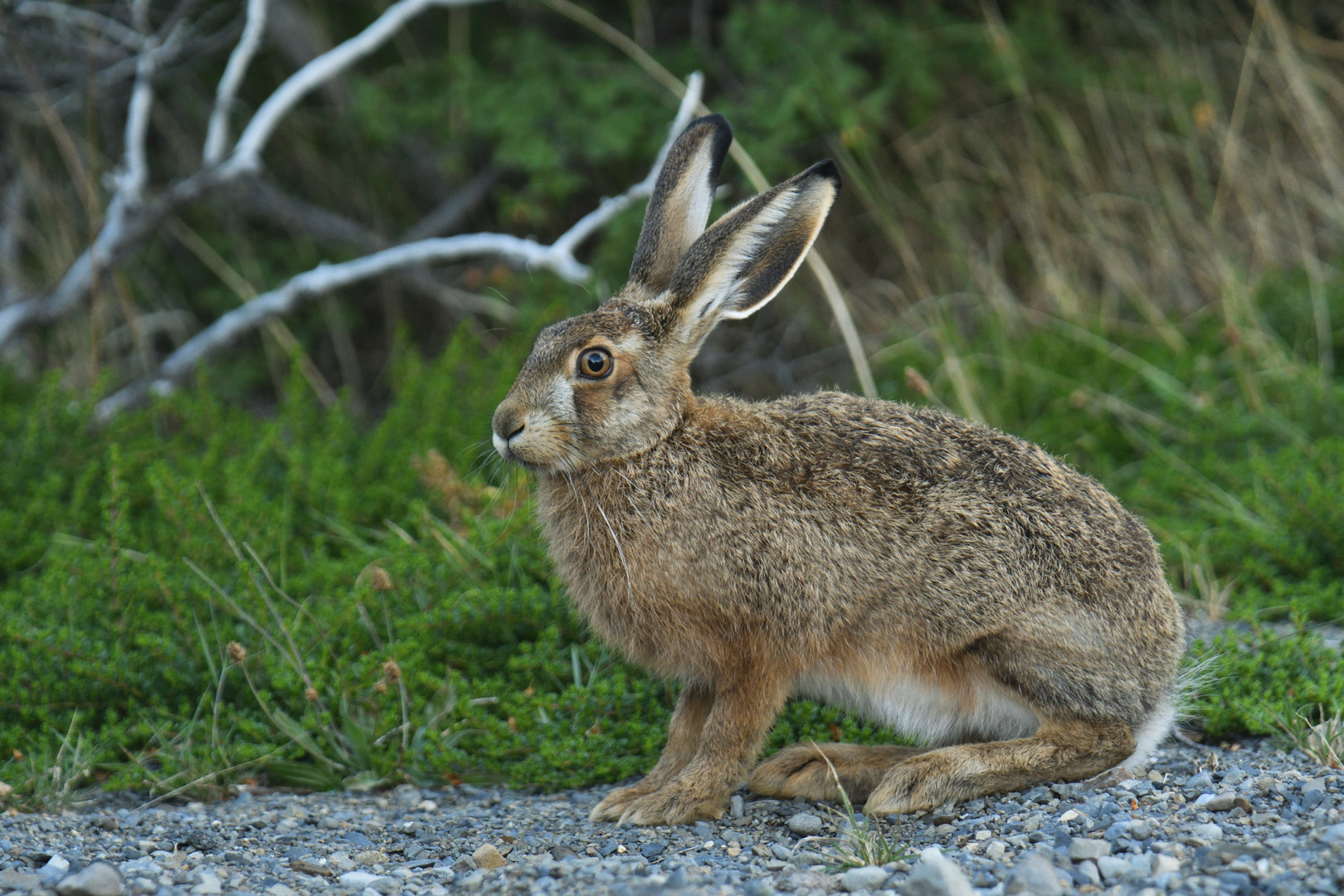 European hare (Lepus europaeus)