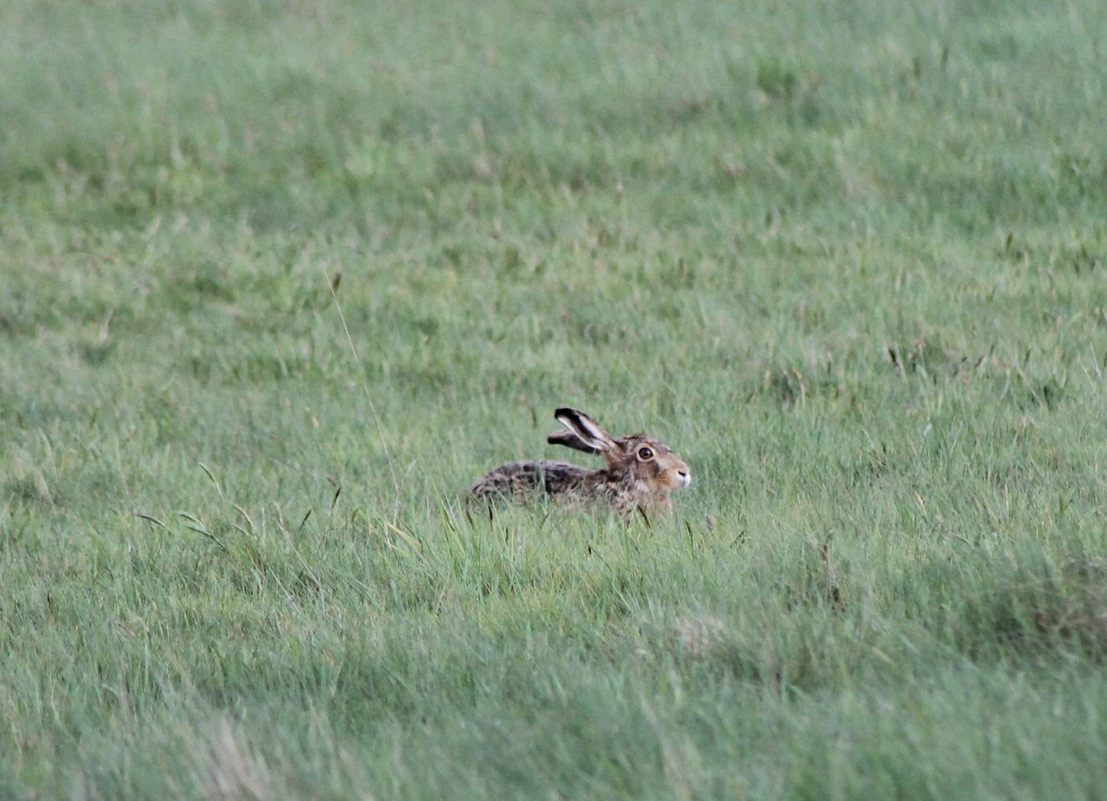 European hare