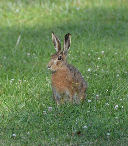 European hare.