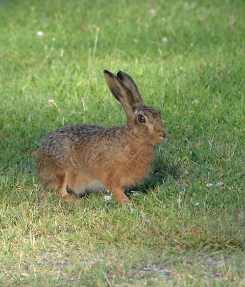 European hare.