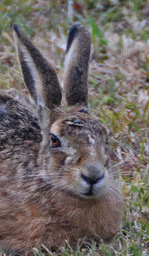 European hare