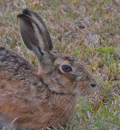European hare