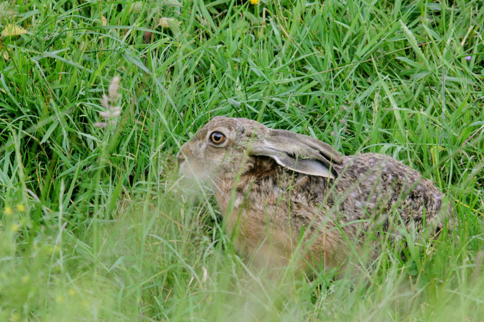 European hare