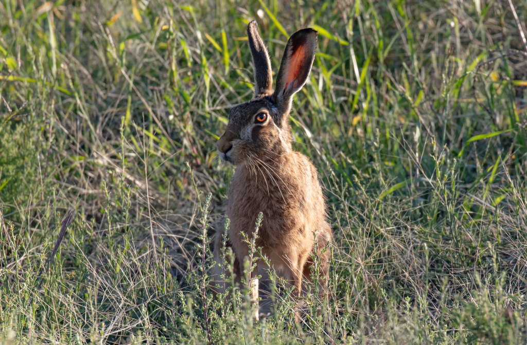 European Hare
