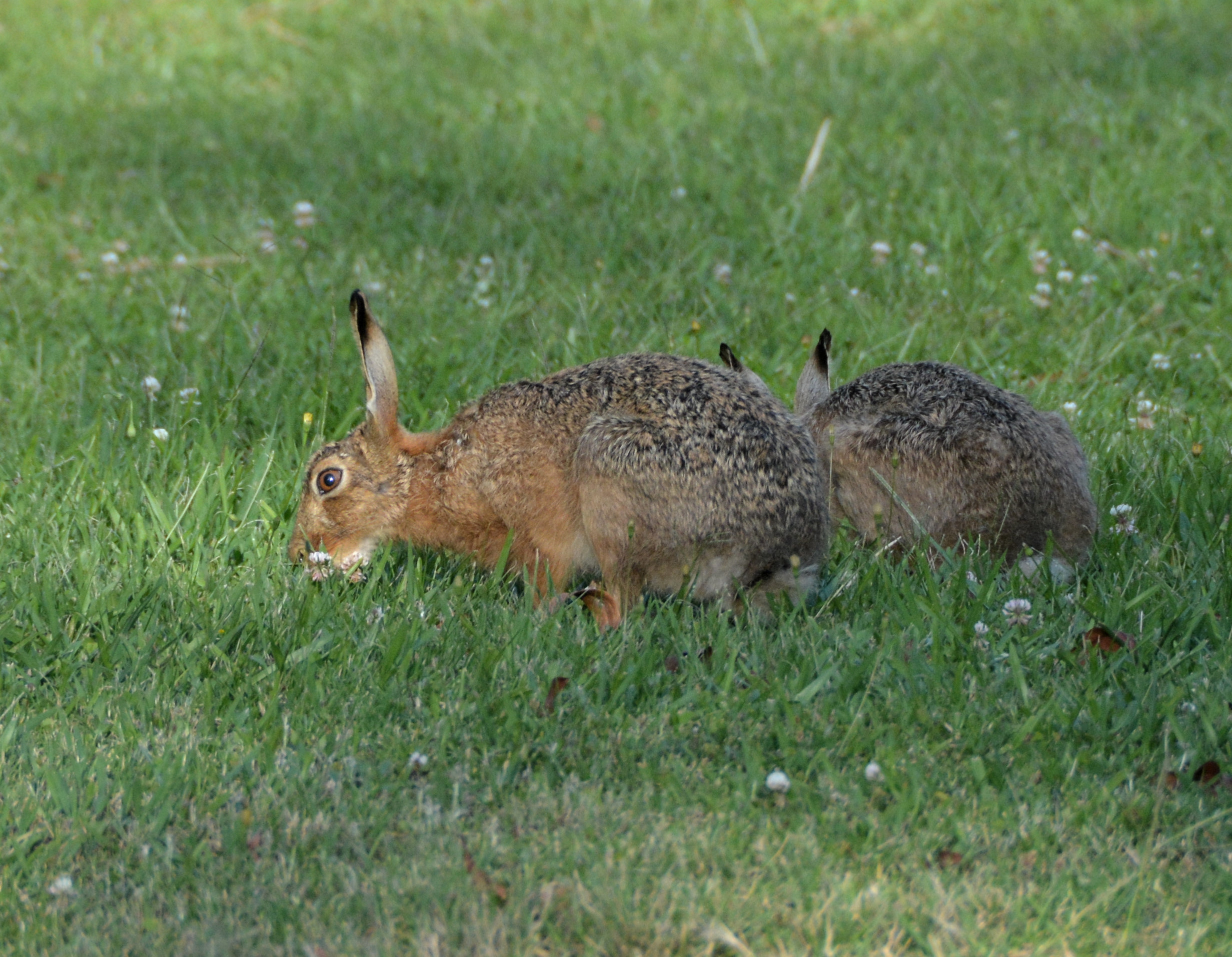 European hares.