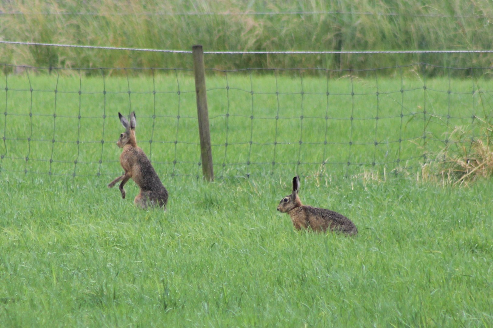 European hares