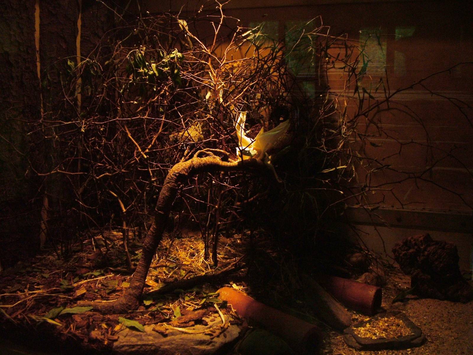 European Harvest Mouse Exhibit at Rheine, 03/06/12