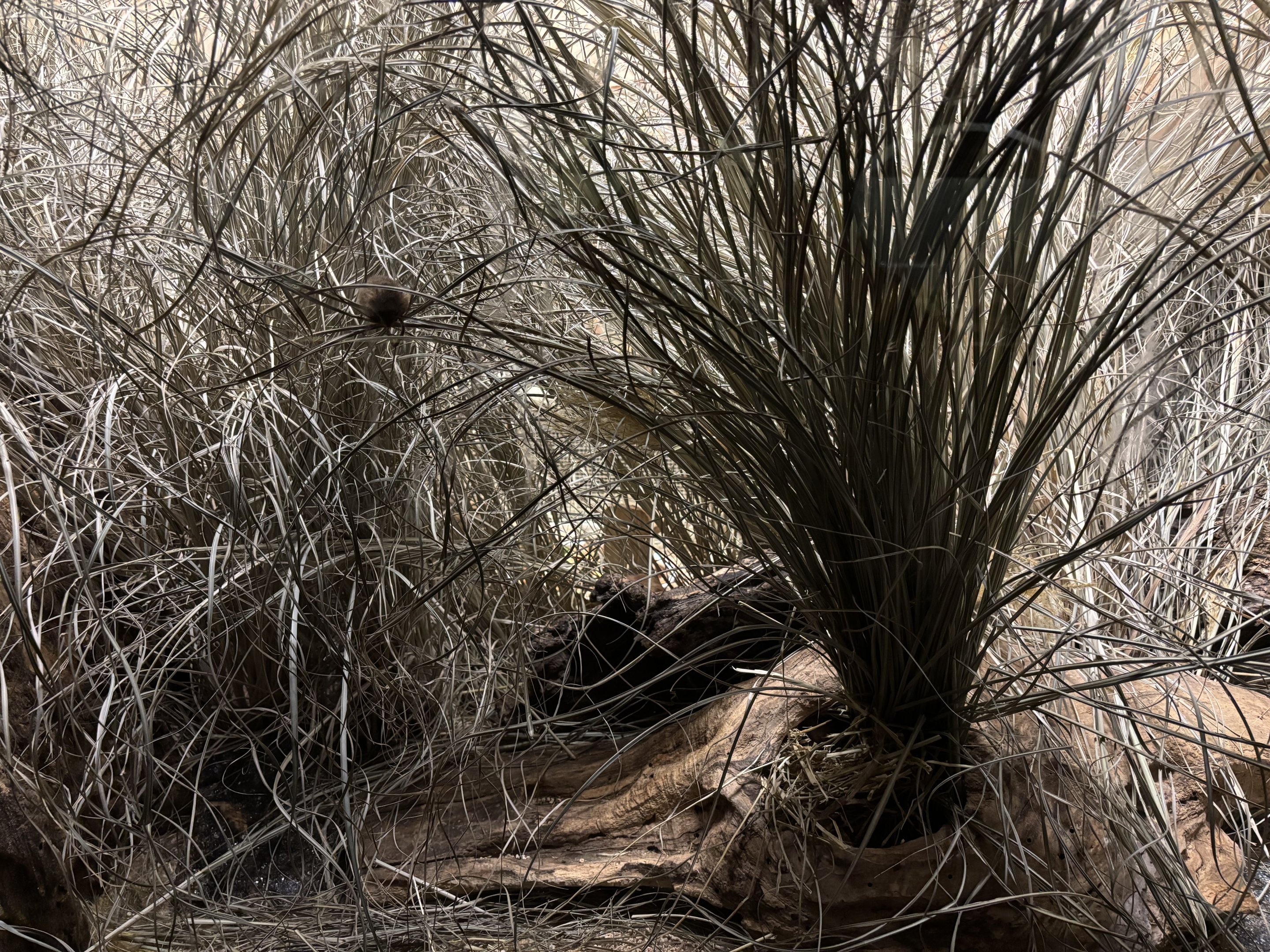 European Harvest Mouse Exhibit