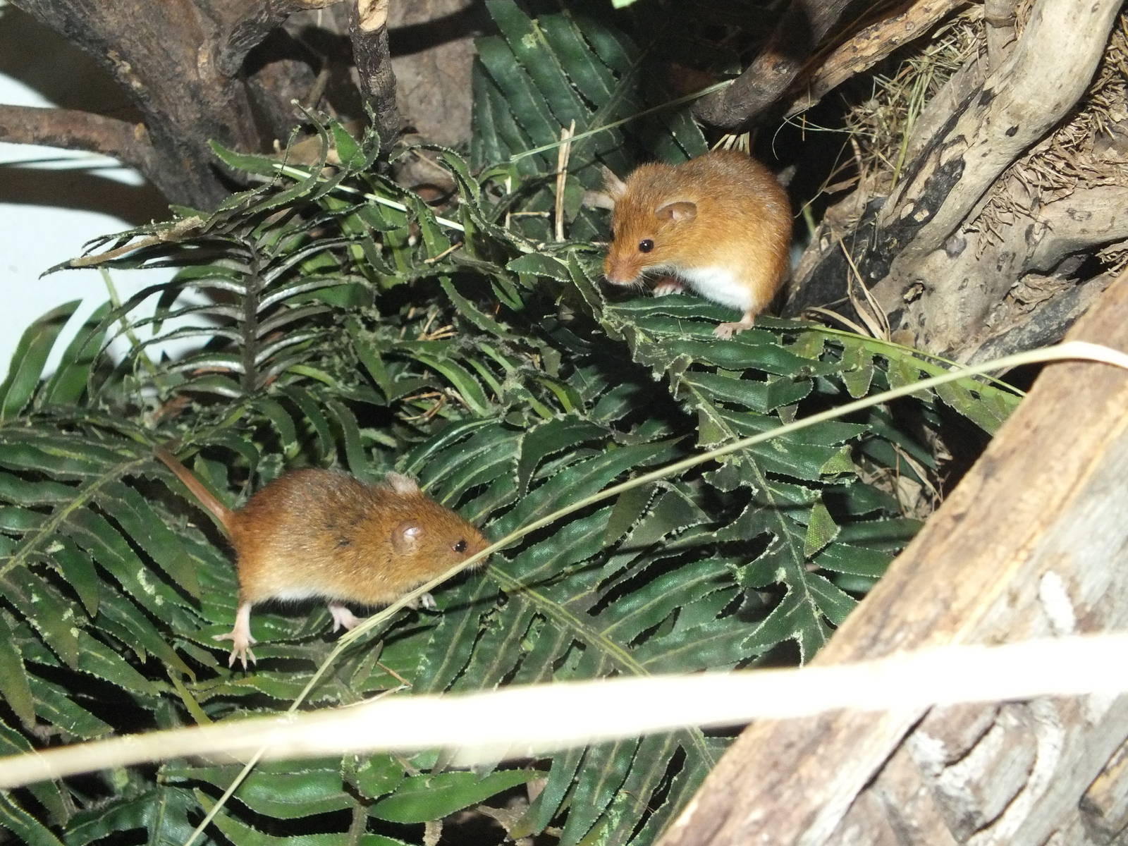 European harvest mouse (Micromys minutus) at Newquay Zoo - January 29th 201