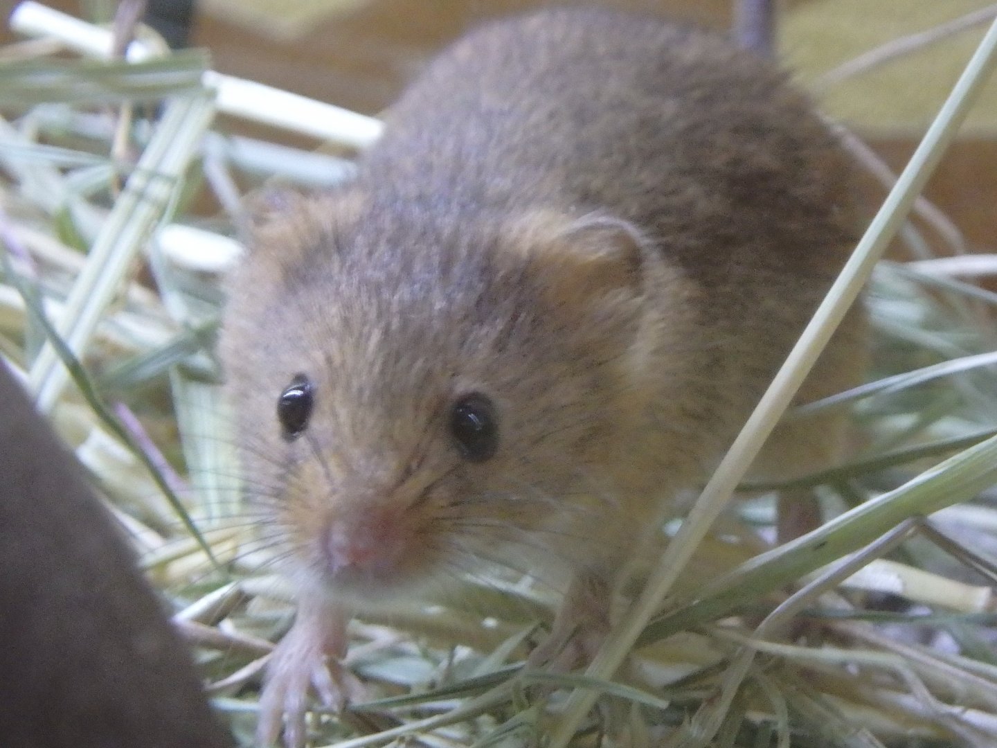 European harvest mouse