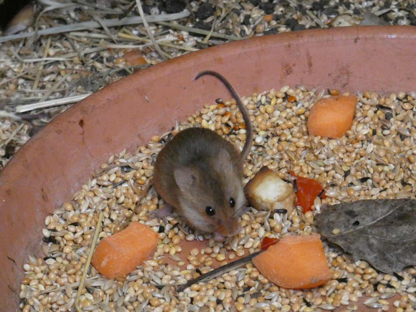 European harvest mouse