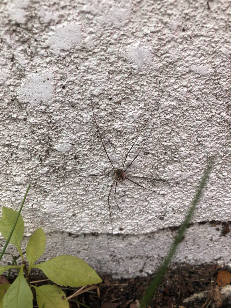 European harvestman.