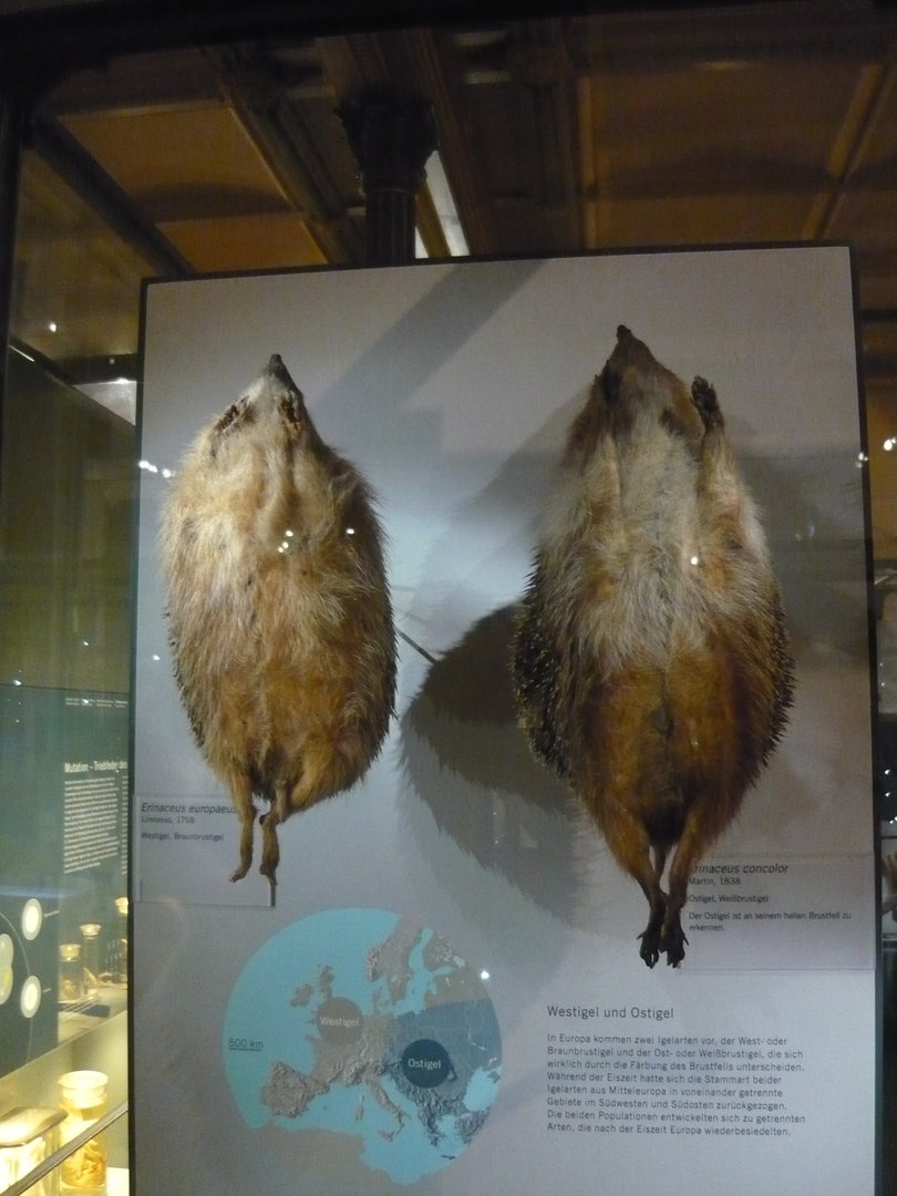 European hedgehog and white-breasted hedgehog