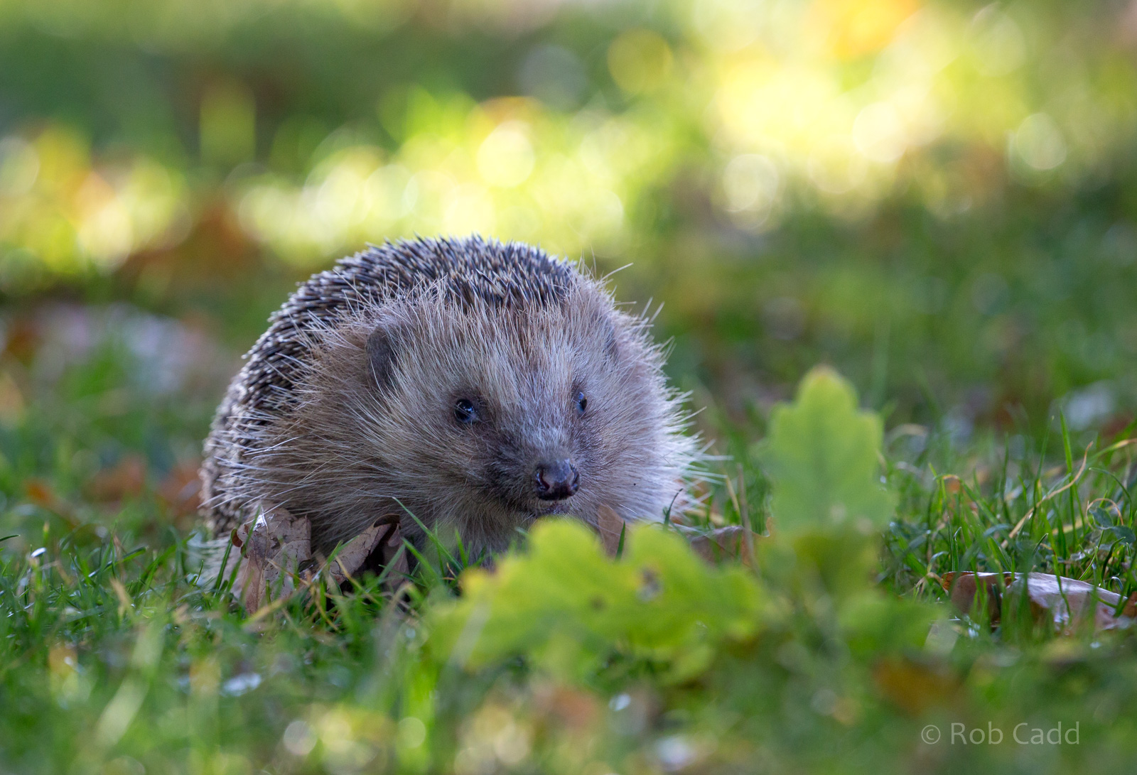 European hedgehog : British Wildlife Centre : 05 Oct 2018