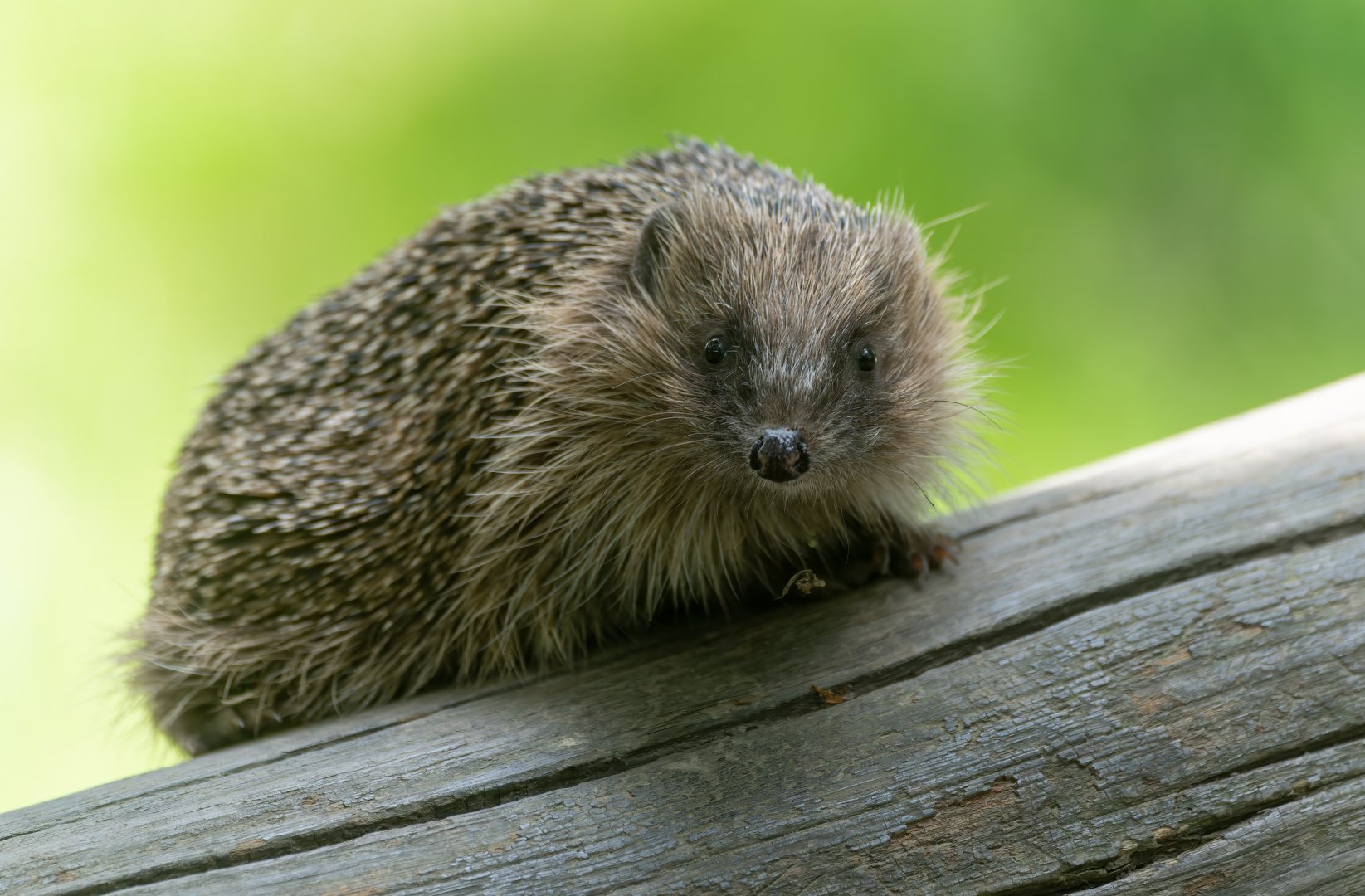 European Hedgehog, British wildlife centre, UK
