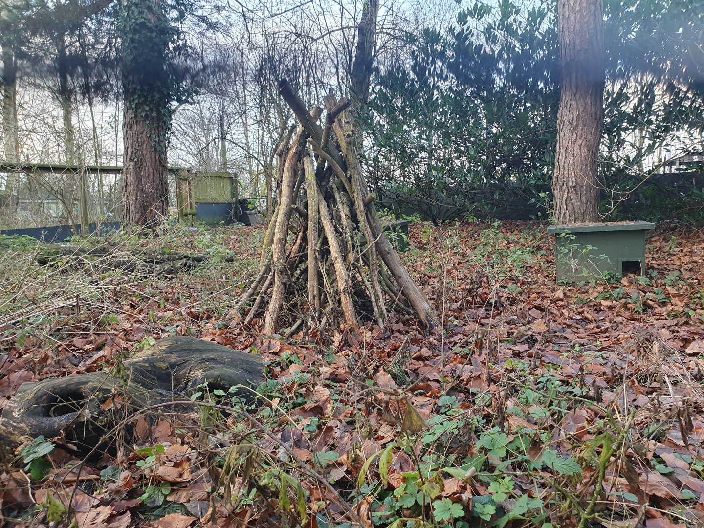 European Hedgehog enclosure 17/12/23