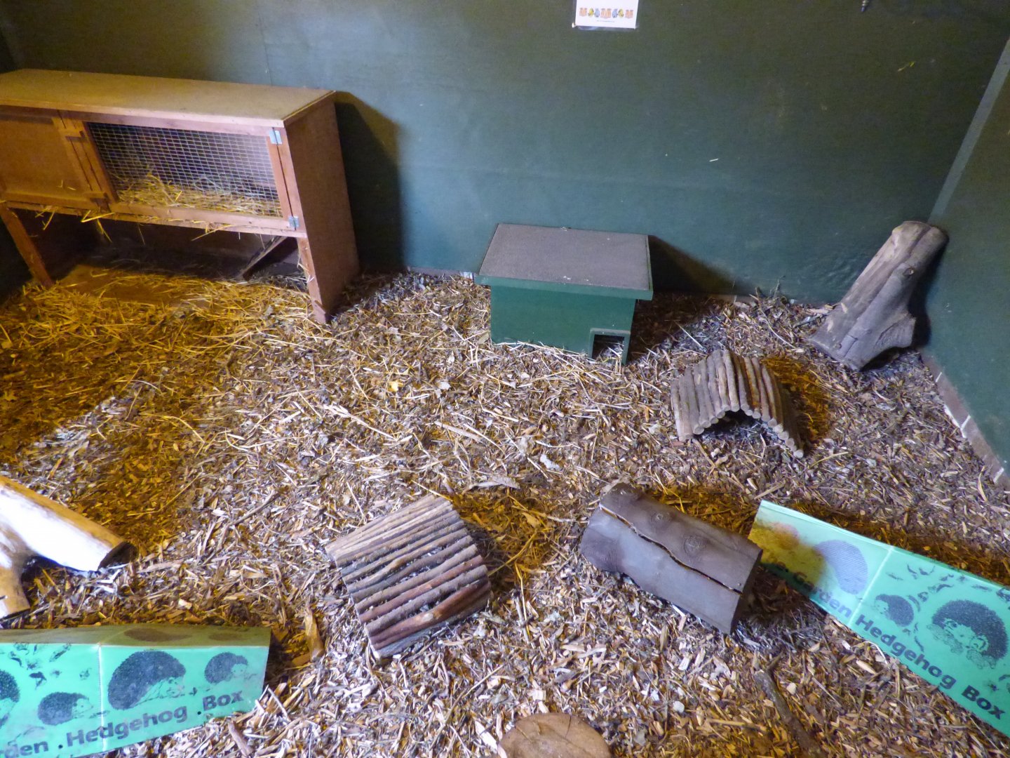 European Hedgehog Enclosure