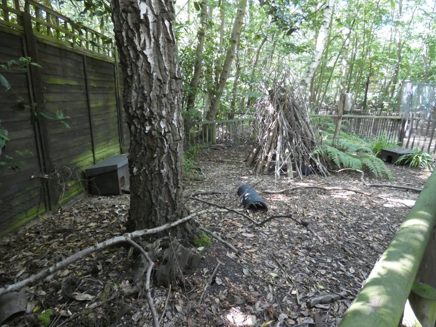 European Hedgehog enclosure