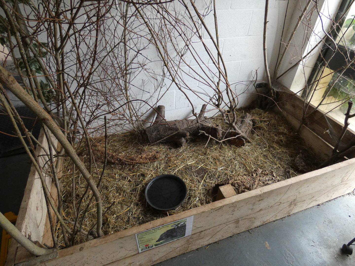 European hedgehog enclosure