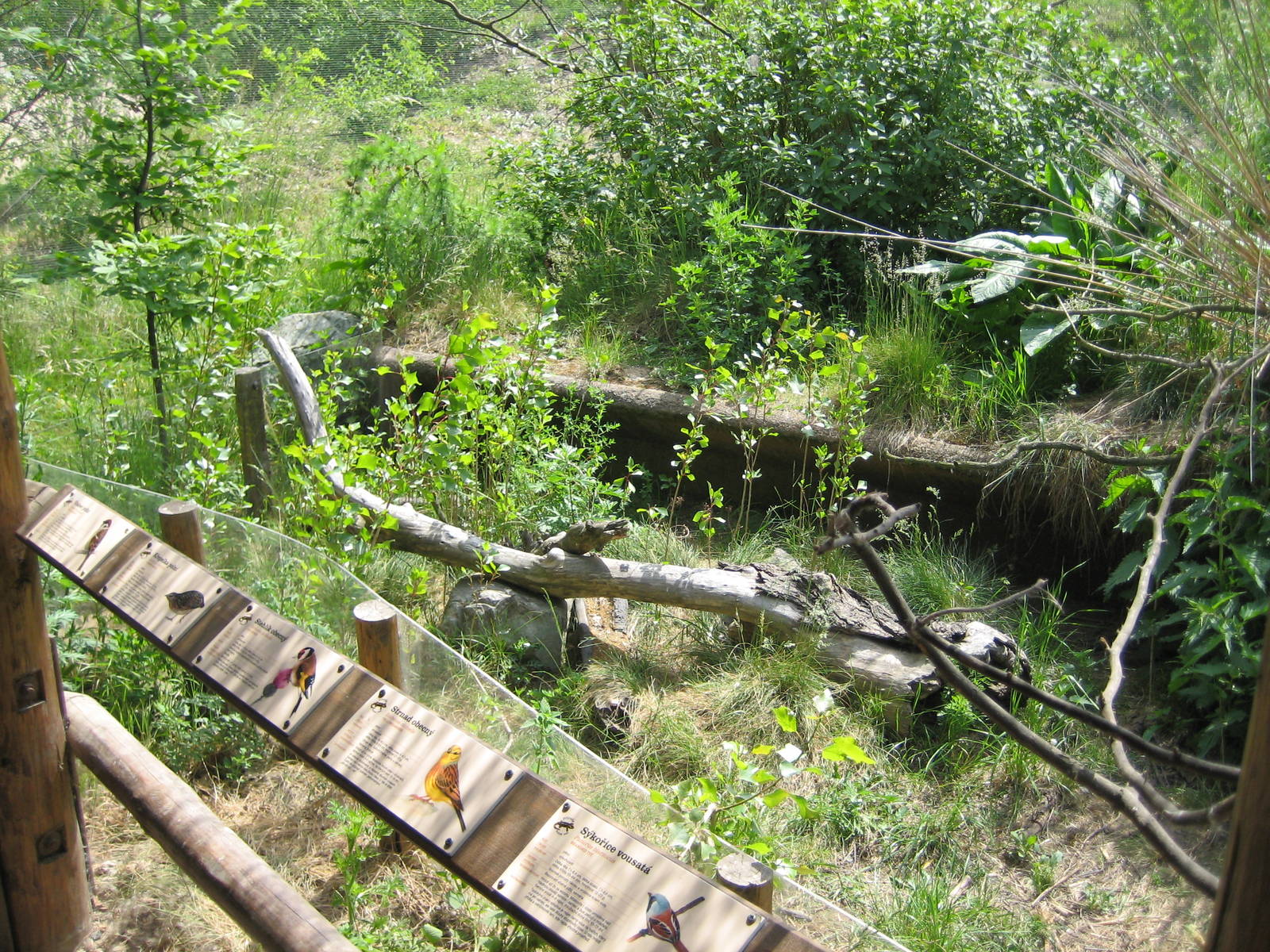 European hedgehog Exhibit