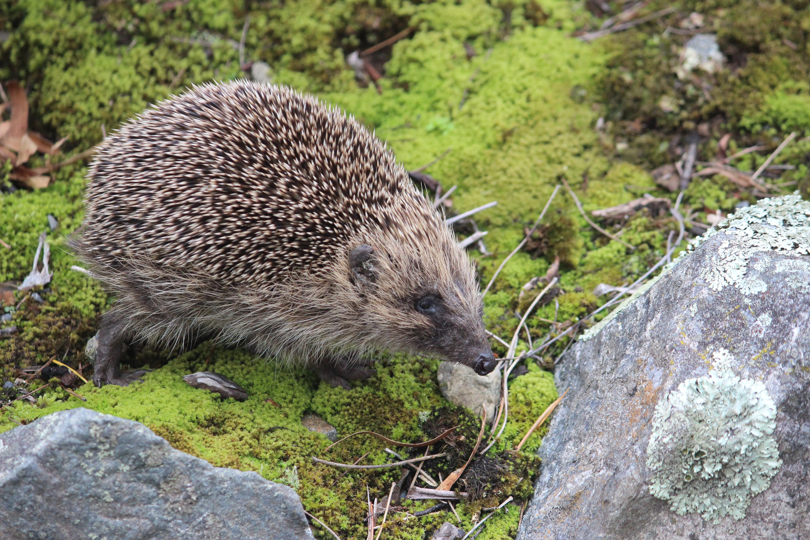 European Hedgehog (wild), Aston Norwood Café & Gardens