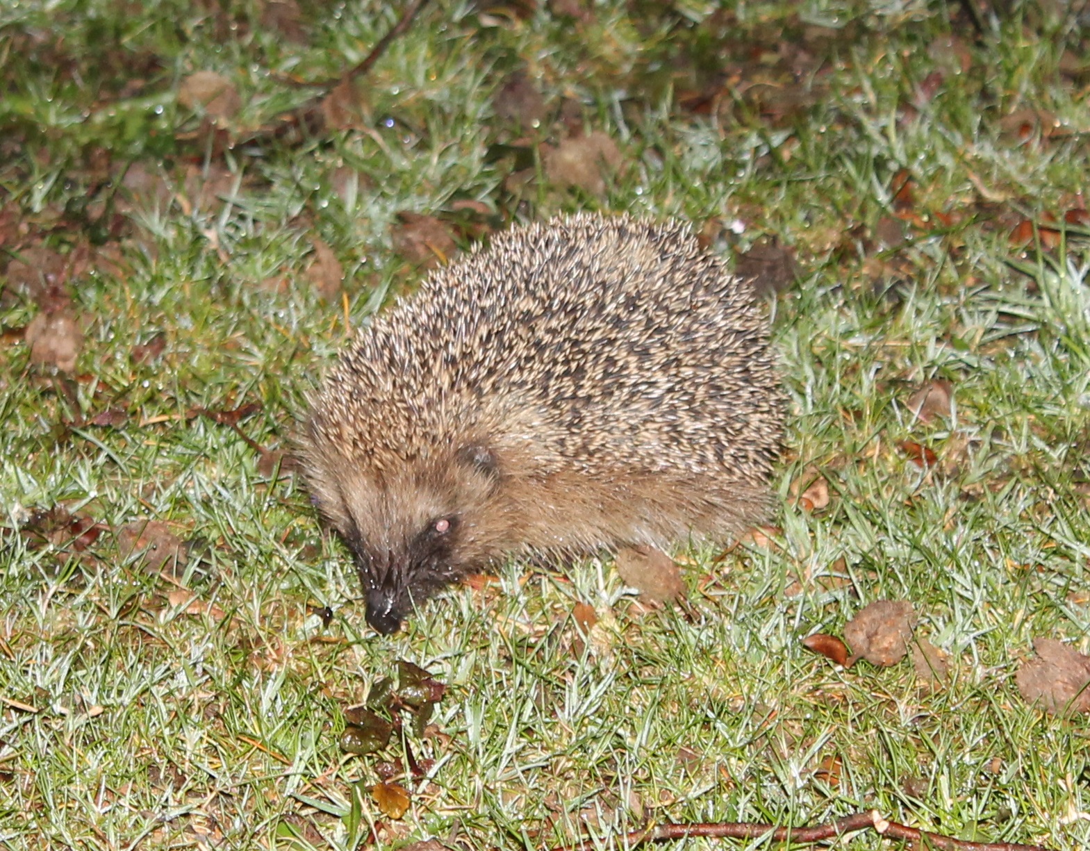 European hedgehog